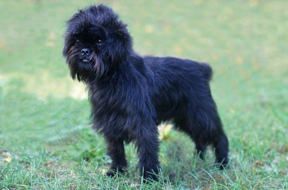 Affenpinscher