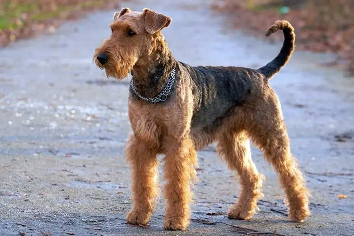 Airedale Terrier