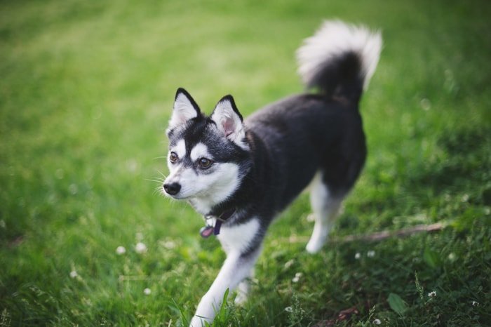 Alaskan Klee Kai