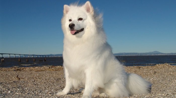 American Eskimo