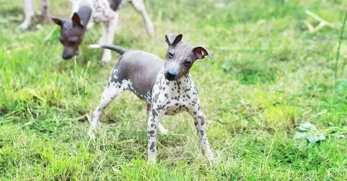 American Hairless Terrier