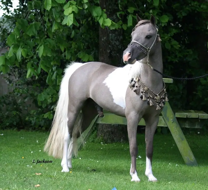 American Miniature Horse