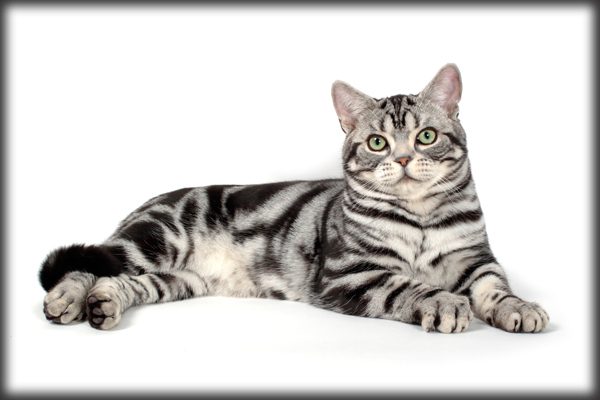 American Shorthair