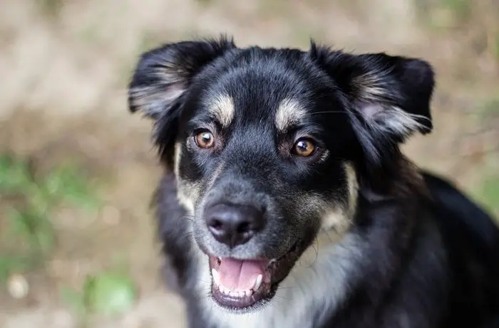 Australian Shepherd