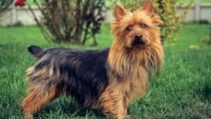 Australian Terrier