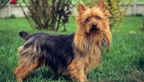 Australian Terrier