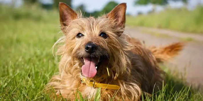 Australian Terrier