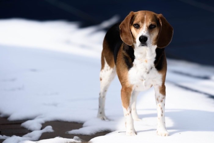 Hound Dog Breeds Beagle