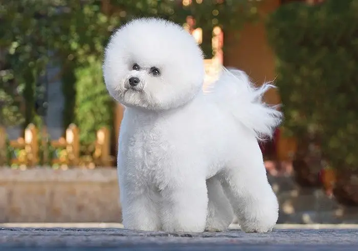 Bichon Frise