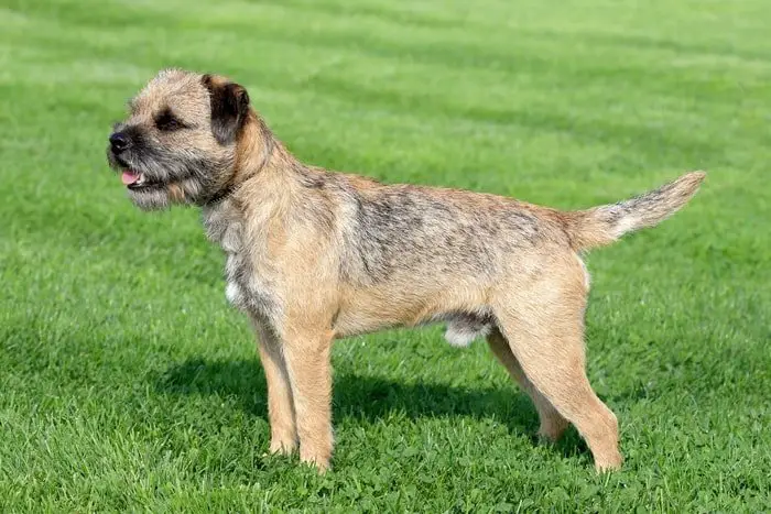 Border Terrier