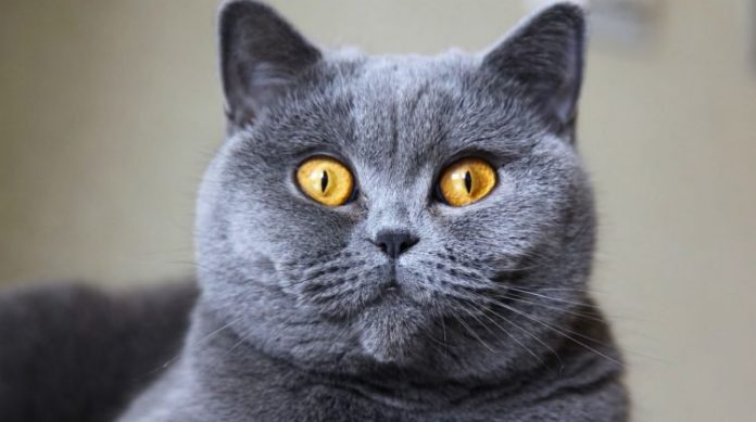 British Shorthair Cat