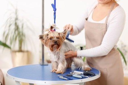 Brushing for Dog Grooming