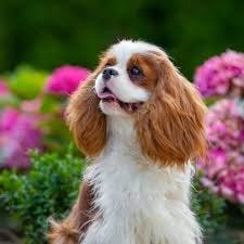 Cavalier King Charles Spaniel