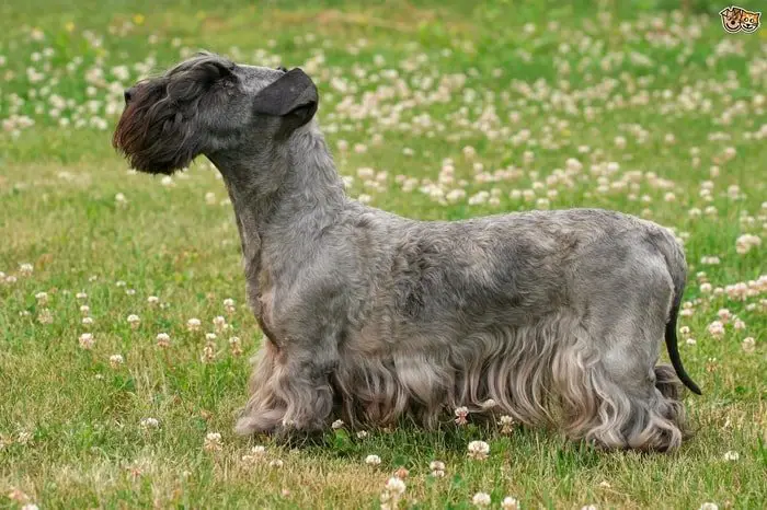 Cesky Terrier