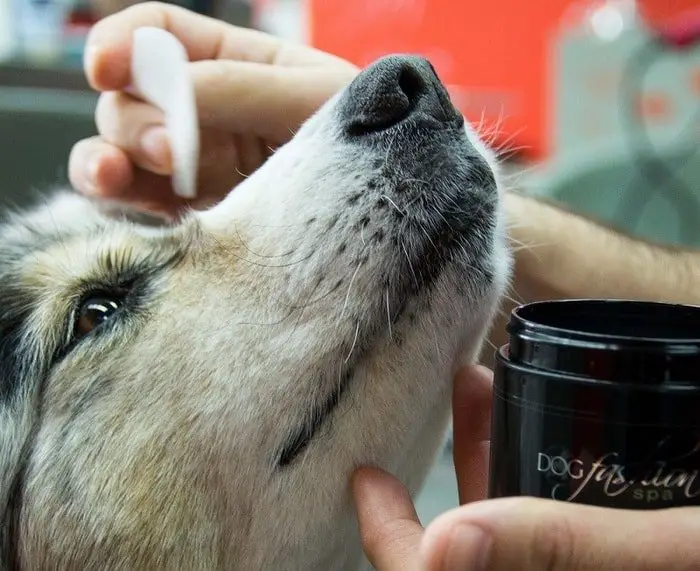 Cleaning Dog Eyes