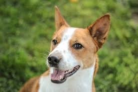 Cute Small Dog Breeds- Basenji