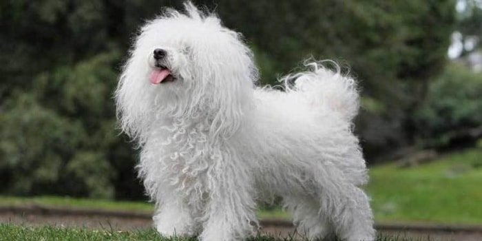 Cute Small Dog Breeds Bolognese