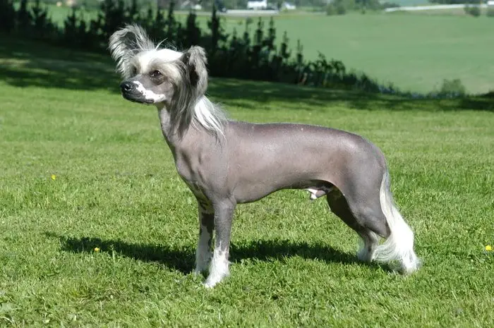 Cute Small Dog Breeds- Chinese Crested