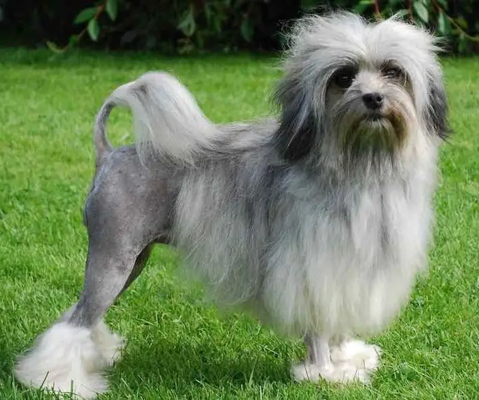 Cute Small Dog Breeds-Lowchen