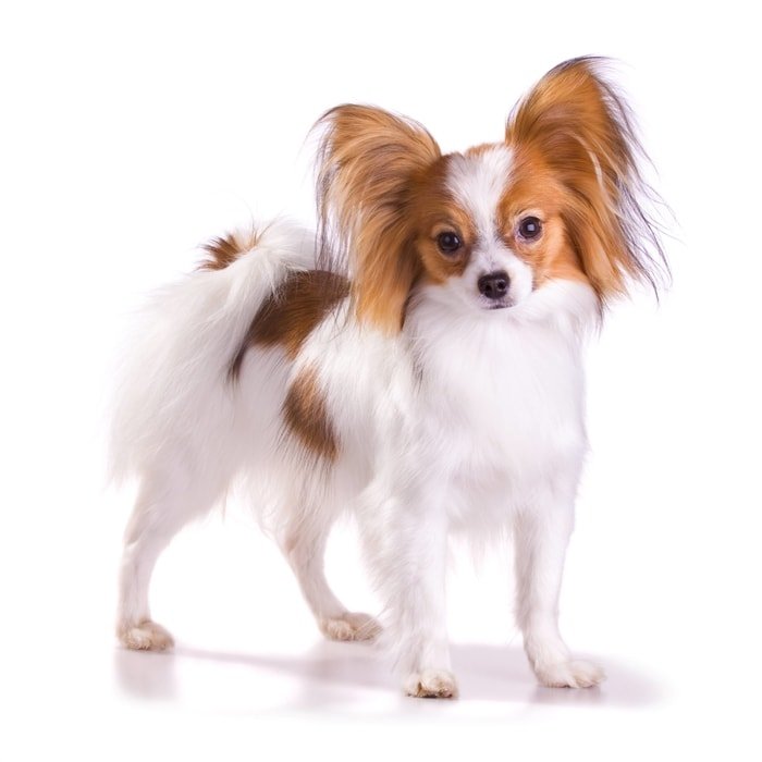 Cute Small Dog Breeds- Papillon