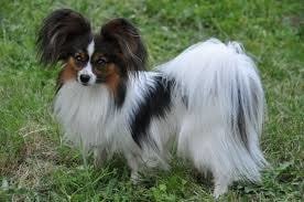 Cute Small Dog Breeds- Phalene