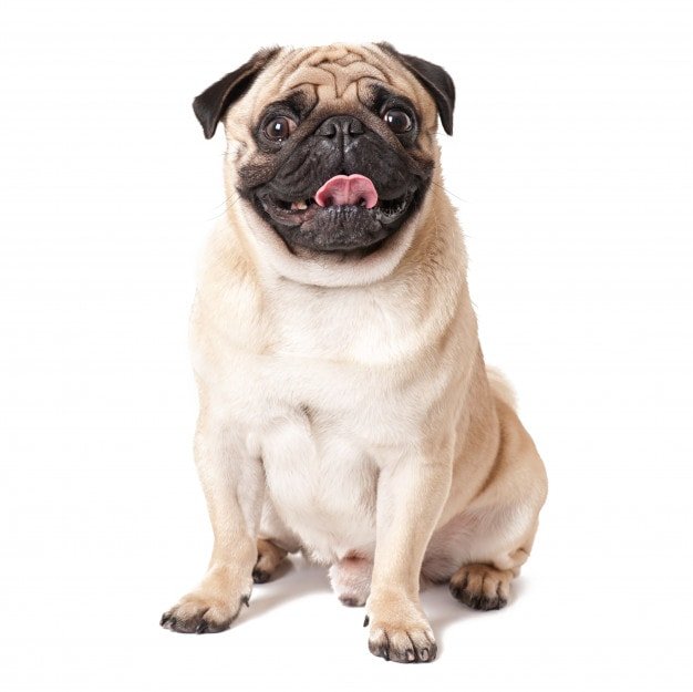 Cute Small Dog Breeds-Pug