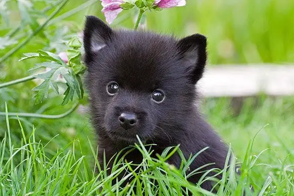 Cute Small Dog Breeds- Schipperke