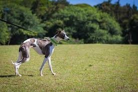 Cute Small Dog Breeds-Whippet