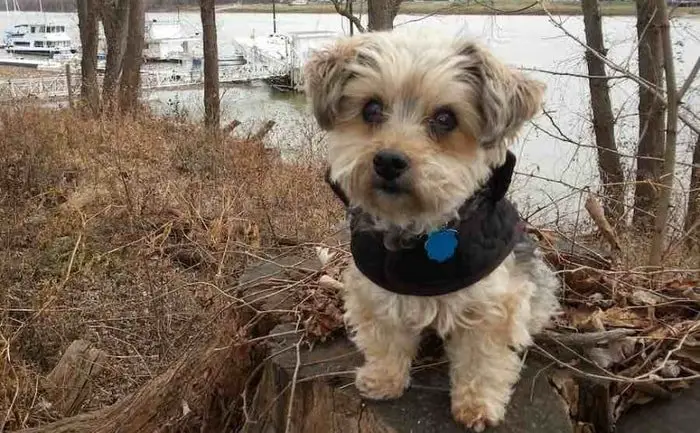 Cute Small Dog Breeds- Yorkipoo