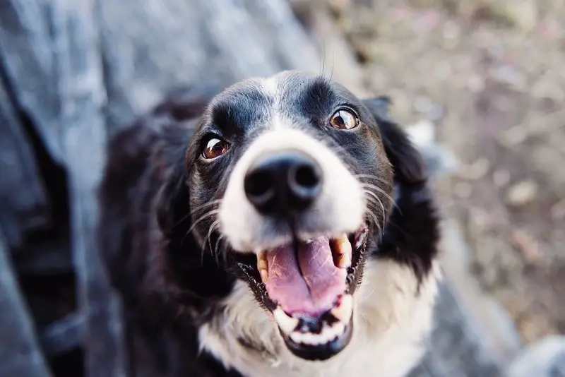 Dangerous Dog