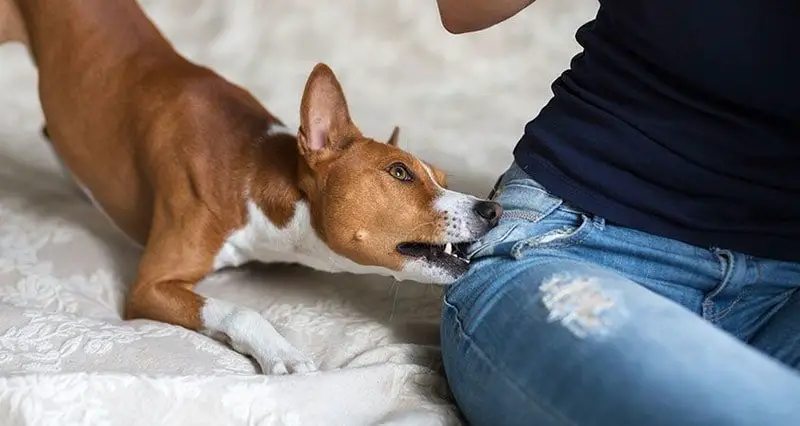 Dog Bite a Man