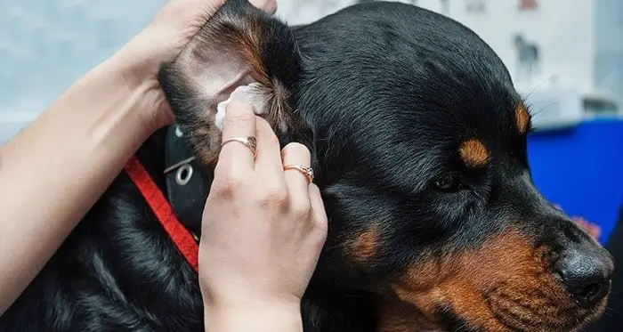 Dog Ear Cleaning