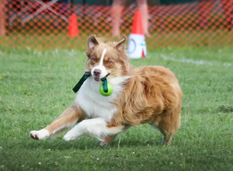 Dog Playing With Ball - As a Sign of Working Ability
