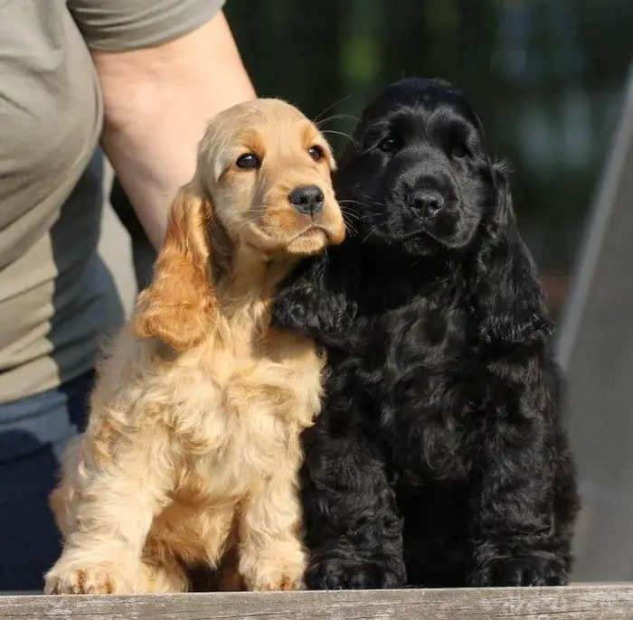 English Cocker Spaniel