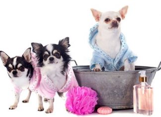 Everything You Need To Know About Dog Grooming: The Ultimate Guide