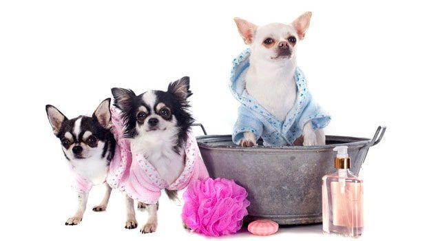 Everything You Need To Know About Dog Grooming: The Ultimate Guide