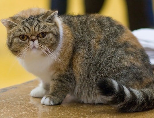 Cute Cat Breeds-Exotic Shorthair