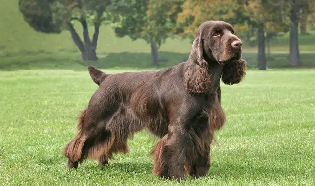 Field Spaniel