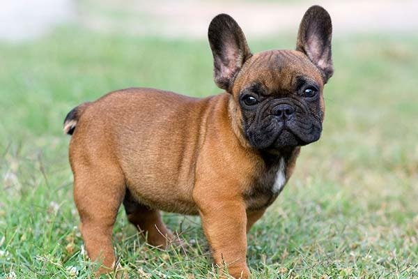 French Bulldog