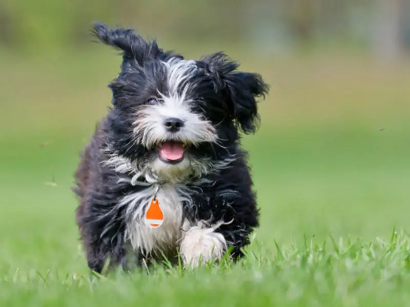 Havanese