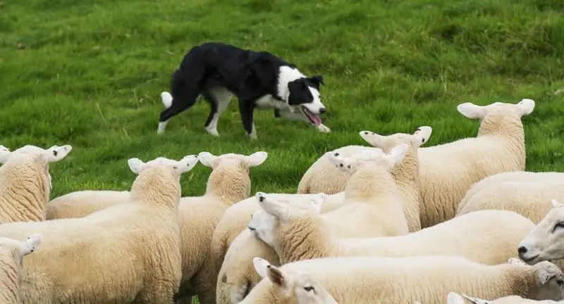 Herding of Sheep by Dogs