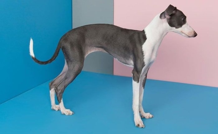 Italian Greyhound