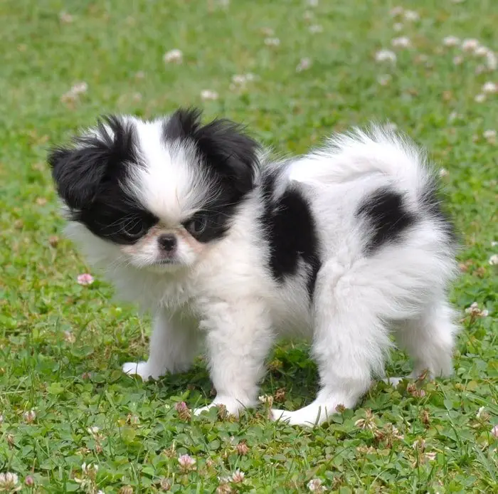 Japanese Chin