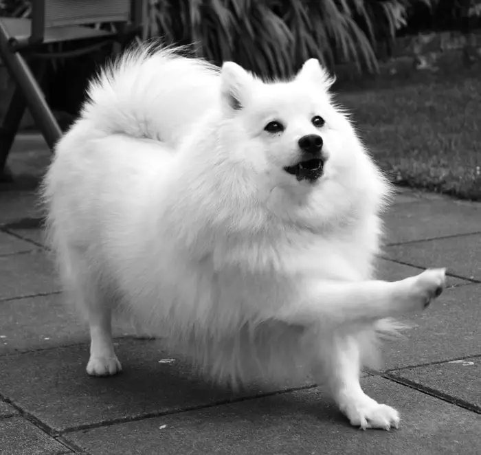 Japanese Spitz