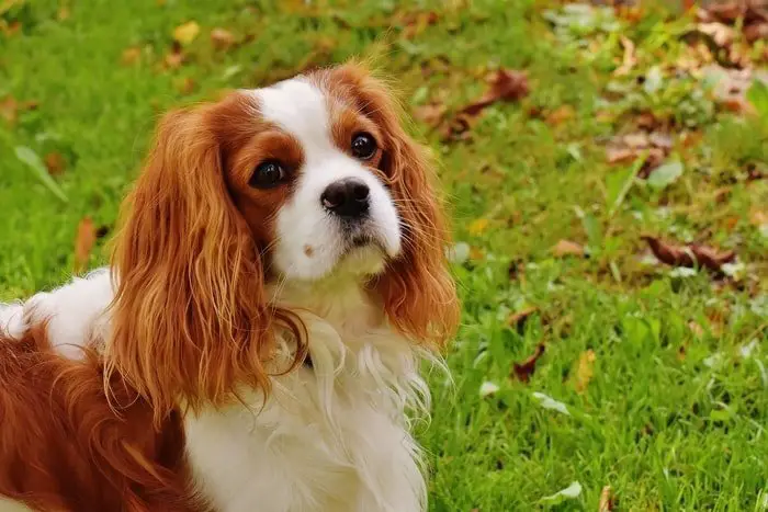 Show Dogs Breeds - King Charles Spaniel