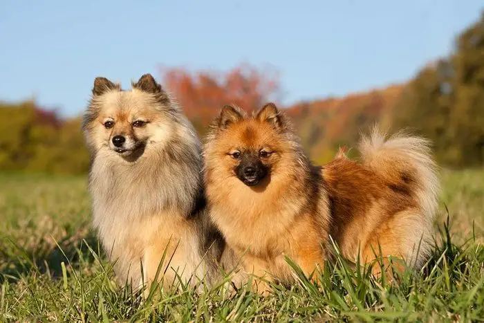 Klein German Spitz