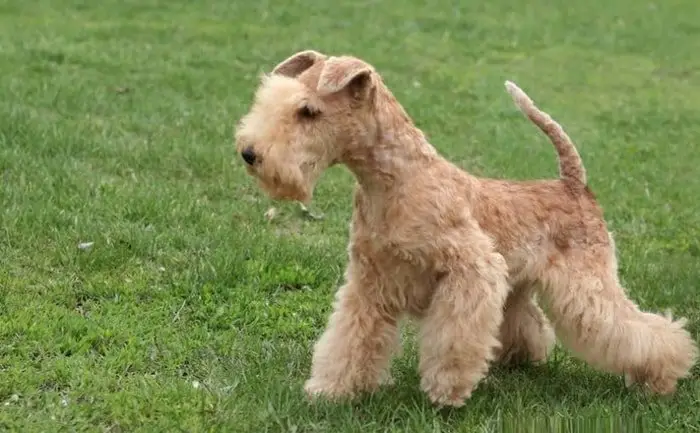 Lakeland Terrier