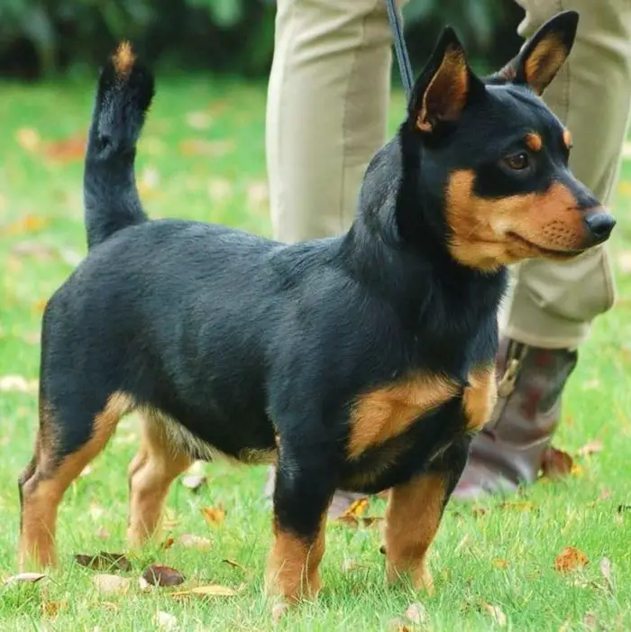 Lancashire Heeler