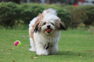 Lhasa Apso: The Ancient Tibetian Dog Breed