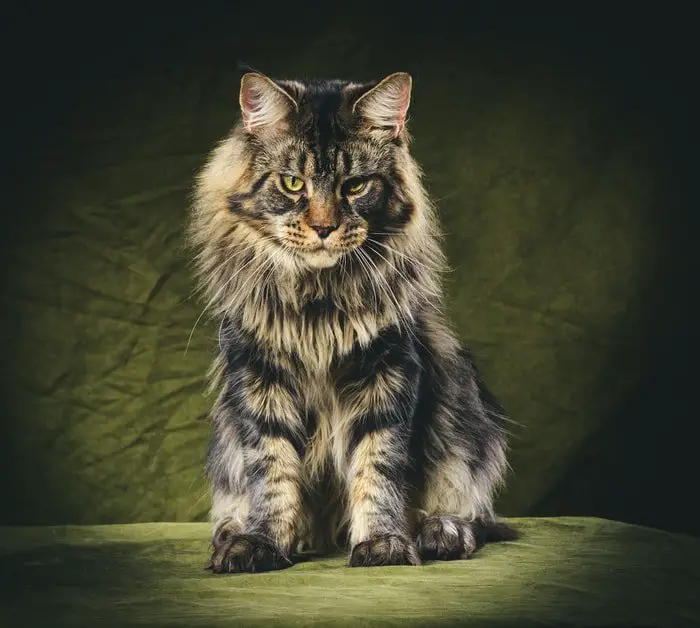 Maine Coon